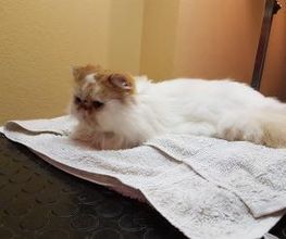 Hundesalon Pet Cut's Bild 17