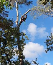 L'ecrin Vert image 9