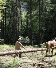 Scierie Savoldelli image 2