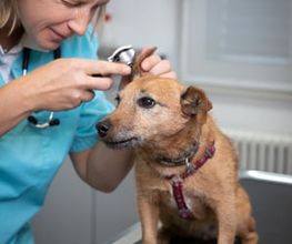 Tierklinik Leimental Bild 10