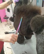 Indiana Dog image 20