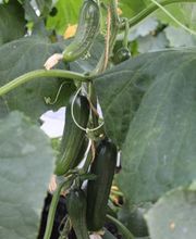 Gärtnerei Ludwig Leinauer Bild 6