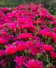 Pépinière des Aspres image 12