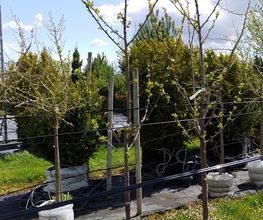 Kienzle Garten GmbH Bild 8
