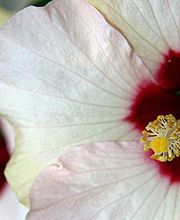 Espace Fleurs image 18