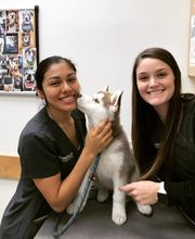 Irvine Valley Veterinary Hospital Emergency image 3