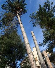 Terrier Moïse image 2