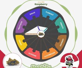 Herbify Cannabis Lovers Delivery immagine 3