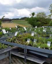 Wildpflanzengärtnerei Flora di Berna Bild 2