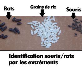 Easy Services Est image 2