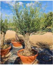 Planthispania imagen 1