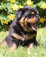 La Licorne Noire image 4