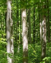 FriedWald Bad Berka Bild 14