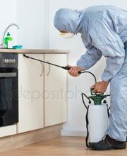 Logic Insectes SARL image 6