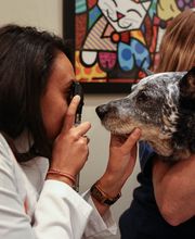 Pure Paws Veterinary Care of Clinton Hill image 12