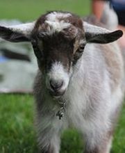 Goat Joy image 1