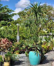 Midtown Garden Center image 15