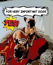 Glückliche Hundepfoten by Catrin Hendl-viel mehr als nur Hundetraining Bild 15