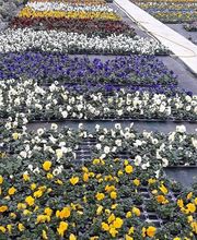 Chazalet Plants image 6