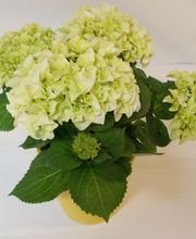 Floral'Is E.I. image 1