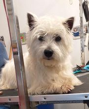 Au Toilettage de Saint Satur image 6