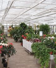 Gärtnerei Fischer KG Bild 5