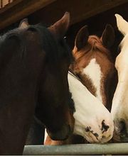 Meier David und Carmen Bild 2