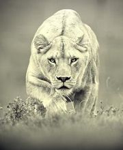 Tierarztpraxis Ludwigshafen | Tierarzt Lars Patschke Bild 2