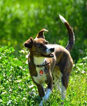 Dr. med. vet. Stephanie Adams - Tierverhaltenstherapie Bild 10