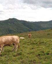 Cooperative Groupe d'Estives du Limon image 5