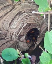 Alerte Guêpes image 6