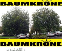 Baumkrone René Hannak Bild 2