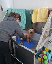 Hundesalon Engstingen Bild 14