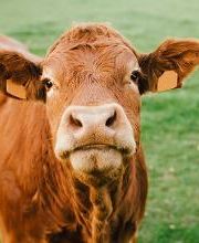 GRANJA ECOLÓGICA CASSOVALL imagen 6