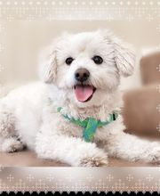 Mutt Hut Pet Grooming image 11