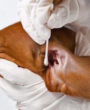 Aux Amis D Andy image 5