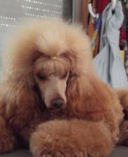 L'Esthétique Canine image 3