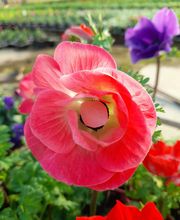 Marty Fleurs image 1