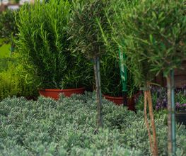 Garten-Center Spiering GmbH Wesel Bild 30