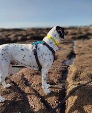 La patte bienveillante image 4