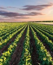 Transagro Agricultura imagen 2