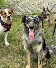 Hundeschule Thea Grothe Bild 5