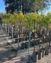 Villaverde Grimaud image 3