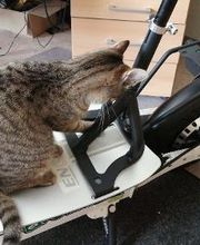 2020 Murkel, unsere erste freiberufliche Mitarbeiterin