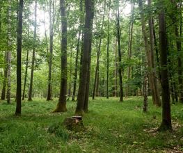 Blick in den FriedWald Waldenburg.