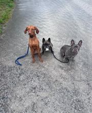 Focus Dogs Hundeschule KlG Bild 3