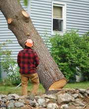 TreeTech TX image 12