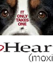 Green Oaks North Pet Hospital image 4