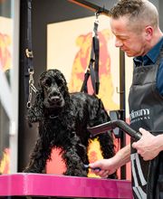 Tom&Co Auchy Les Mines - Dogform image 4