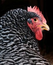 Son Digo - Tierkommunikation und energetische Heilarbeit Bild 7